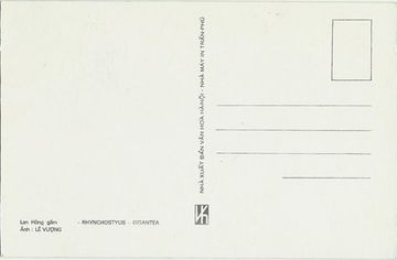 Открытка (почтовое вложение) "Rhynchostylis gigantea"