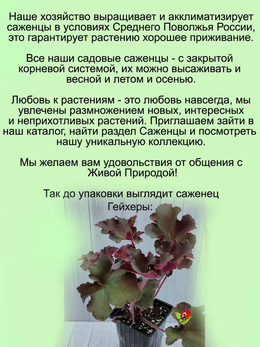 Гейхера Ред Рекс красно-бордовая крупная многолетняя