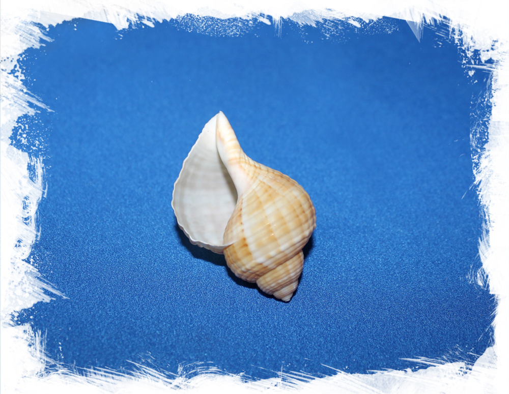 Ракушка Опаясанный тритон, Girdled triton купить