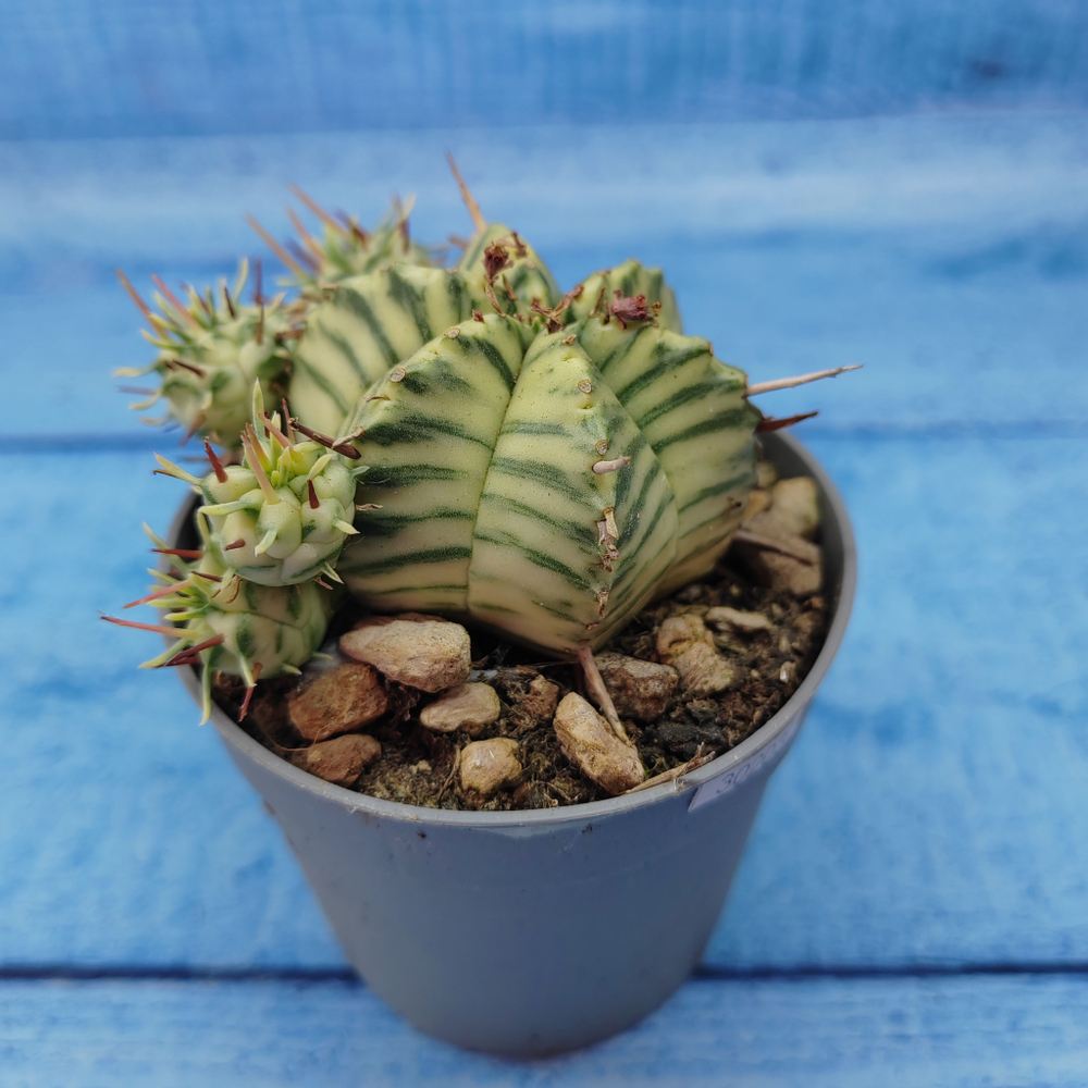 Euphorbia meloformis f. Variegated (Эуфорбия вариегатная)
