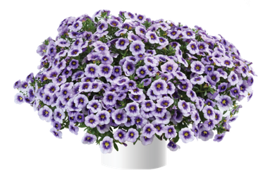 19104 Калибрахоа EYECONIC PURPLE (ВЕСНА 2025)