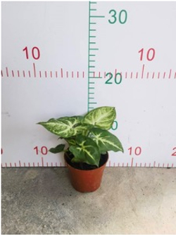 Сингониум Green Elf д.9