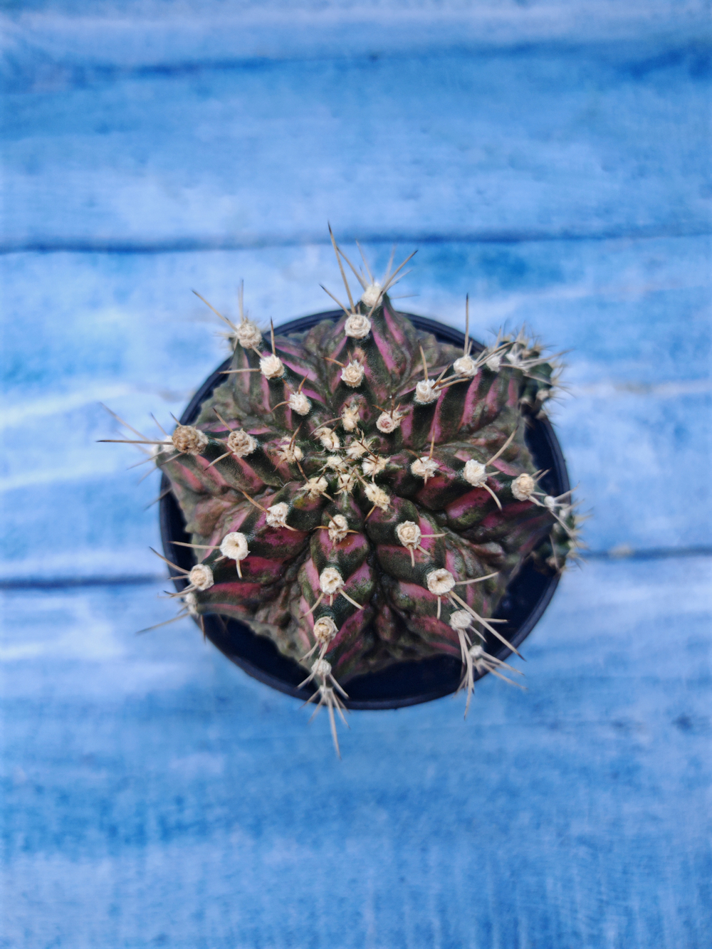Gymnocalycium T-Rex Pink hybrid (Гимнокалициум T-rex)