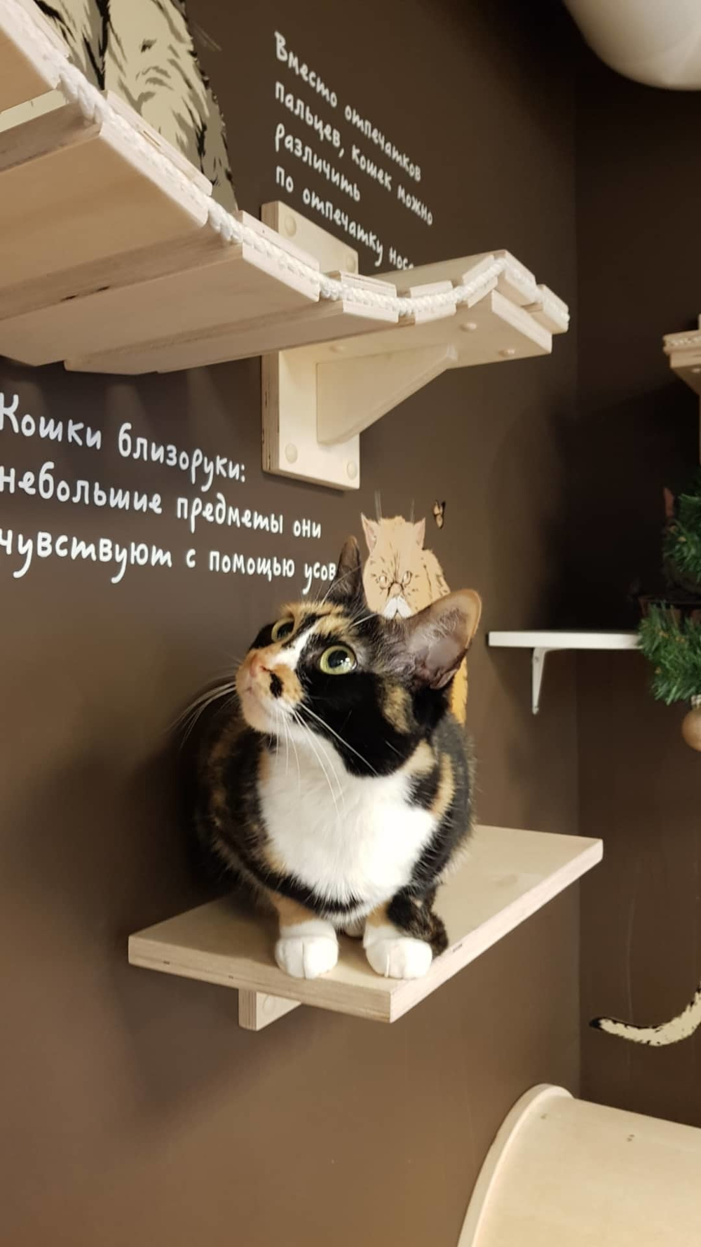 Ступенька