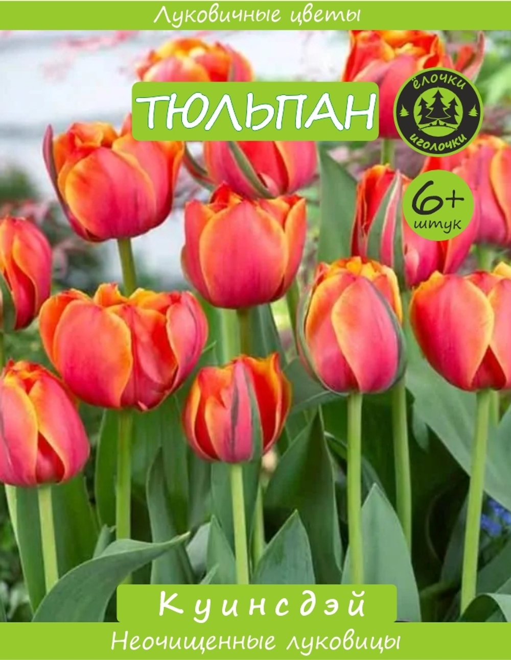 Тюльпан Луковица, Куинсдэй, 6+ шт
