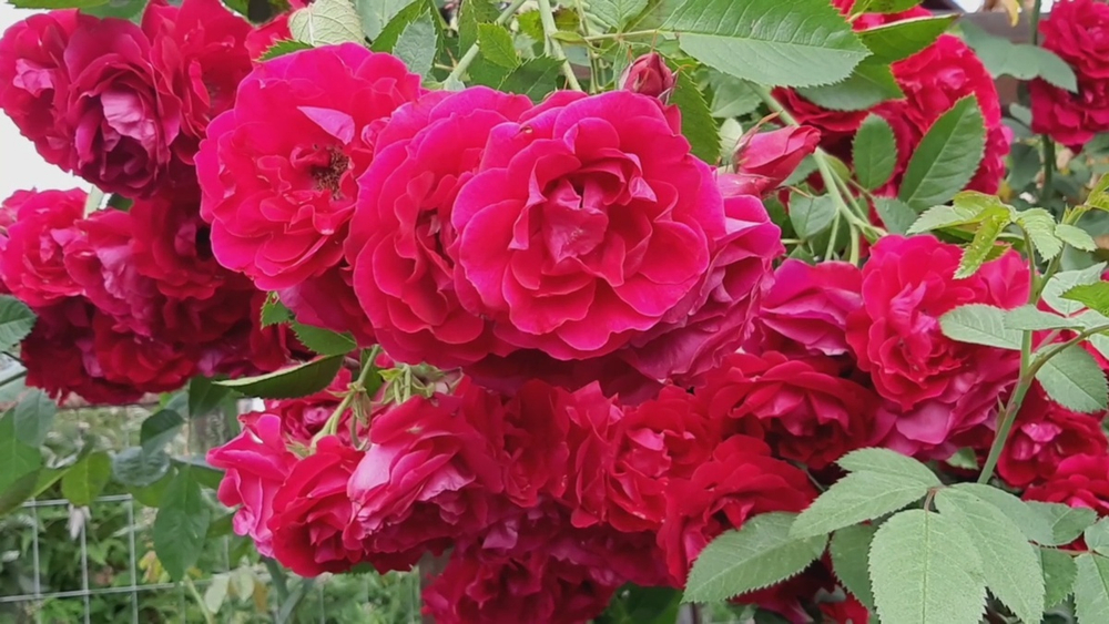 Роза Фламментанц Закупка М16 июнь 2026