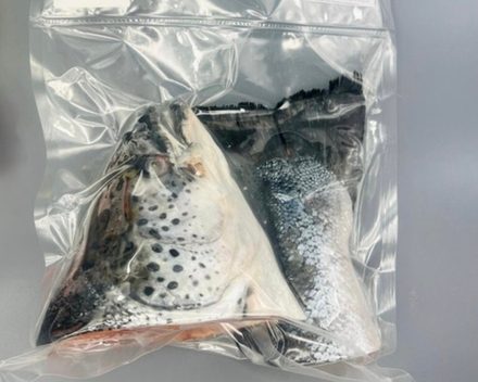 Суповой набор из Форели