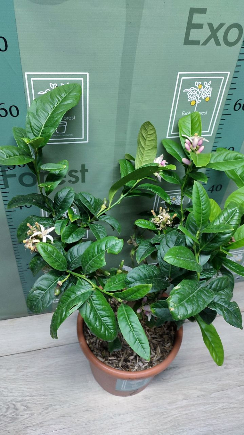 C. medica “Mak Nao San”