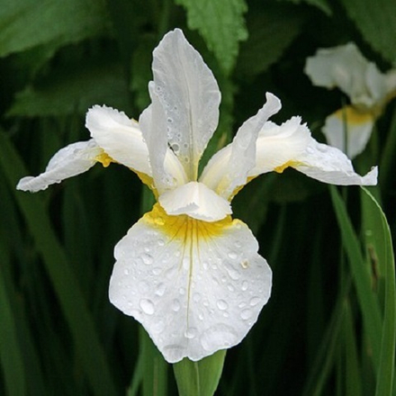 Ирис сибирский Snow Queen