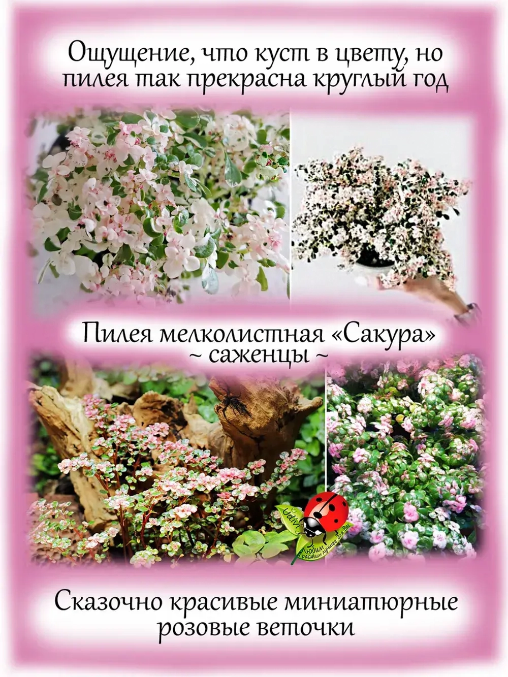 Пилея мелколистная Сакура вариегата