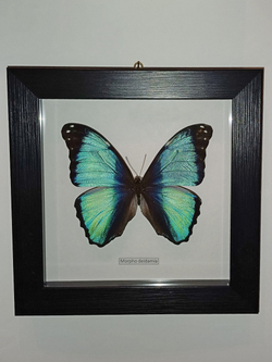 Бабочка Morpho deidamia самец в рамке