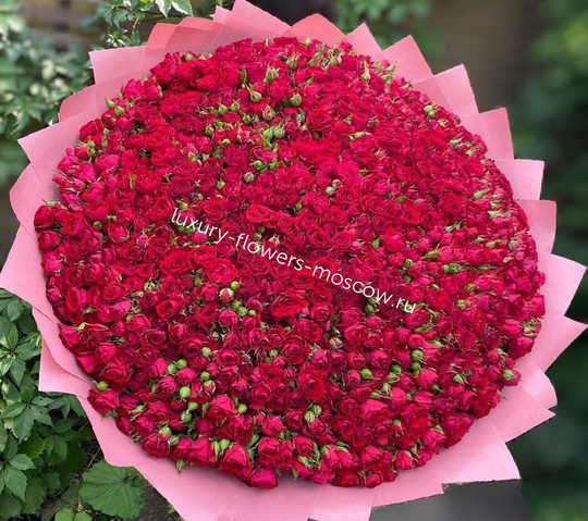 201 кустовая красная пионовидная