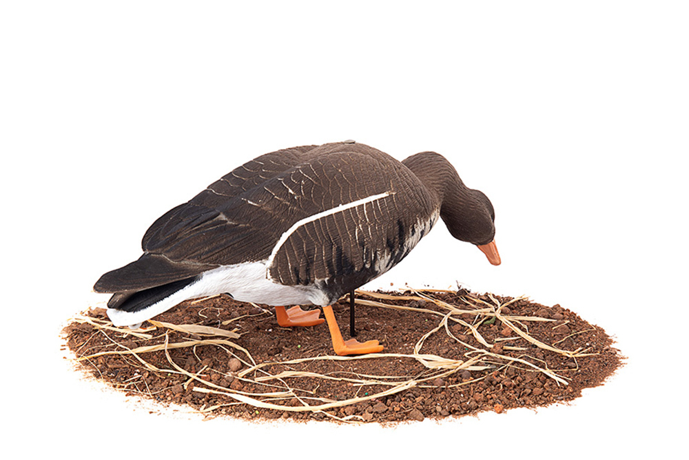 Белолобый гусь Duck Mania "ALFA" ЖИВОЕ ПЕРО мод. ALFA6B-DM-UV