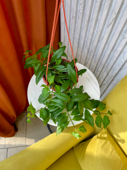 Эсхинантус Жар Птица в кашпо, D16см Н30см, 1шт, Россия