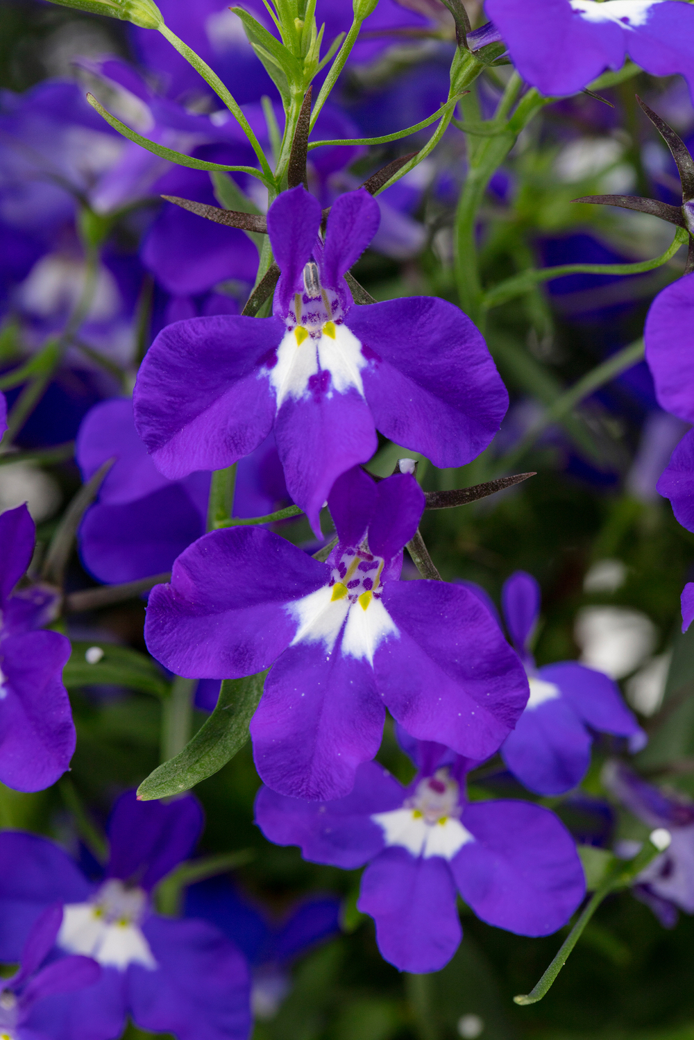 ЕВРО Lobelia HOT + Dark Blue неукор черенок ноябрь 2025