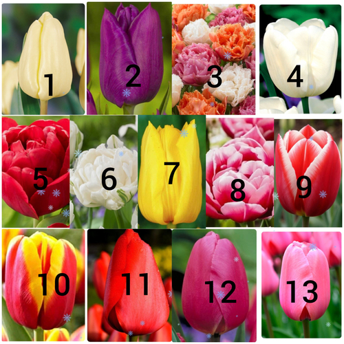 Тюльпаны к 8 марта