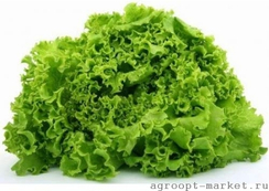 Гранит семена салата лолло блонда (Nunhems / Нюнемс)