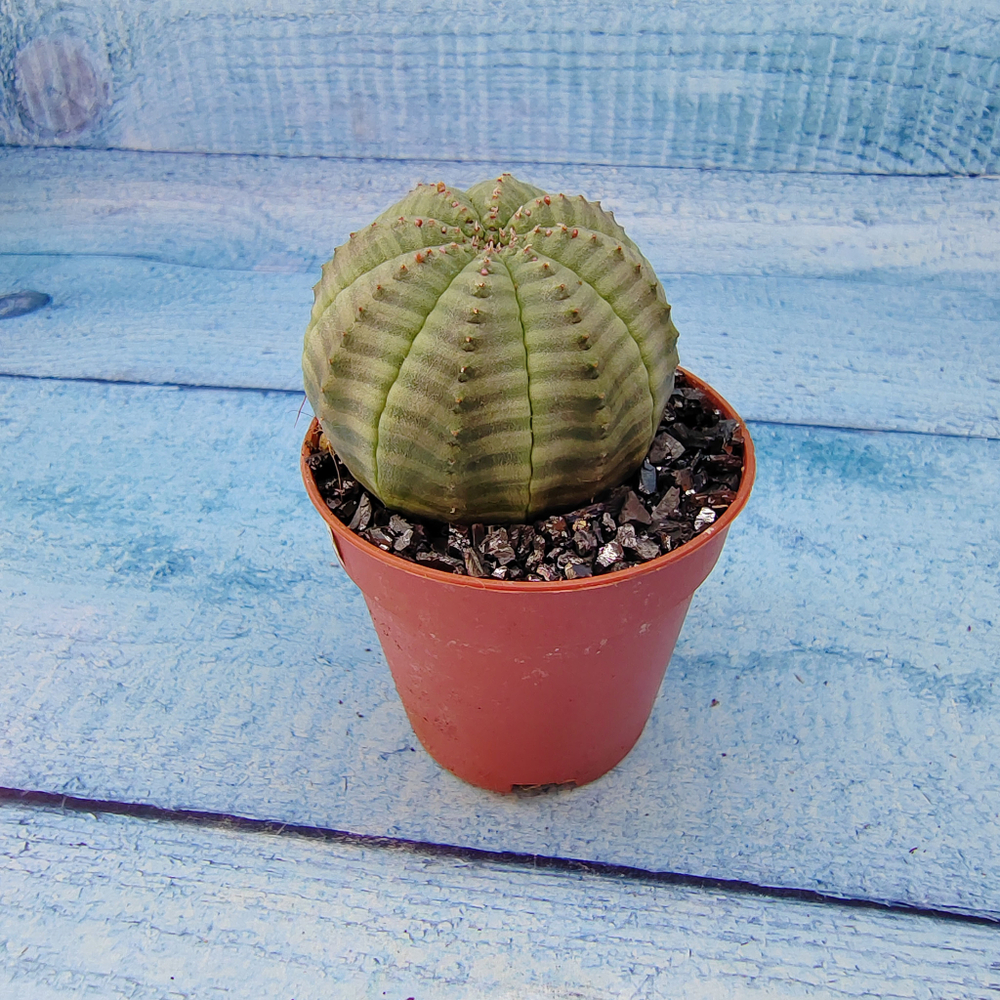 Euphoria Obesa (Эуфорбия)