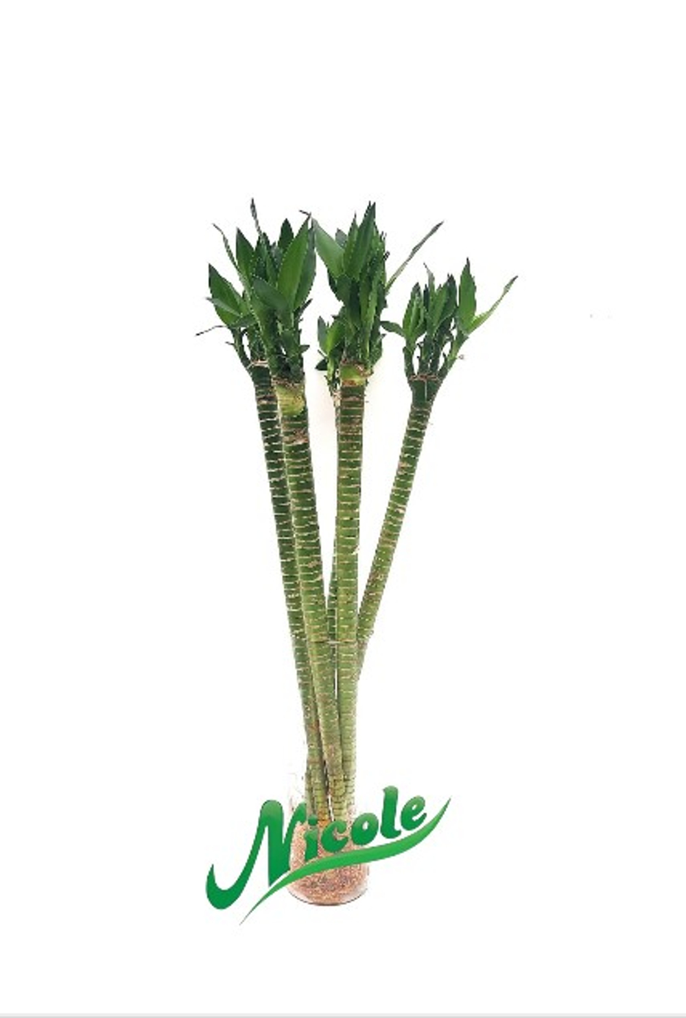 Драцена Бамбук