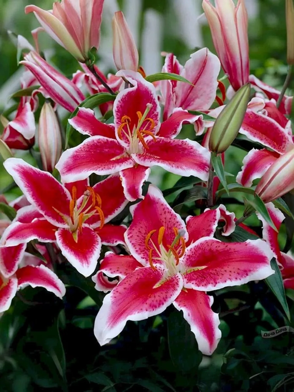 Лилия Старфайтер (Восточный гибрид)