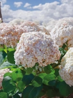 Гортензия древовидная "КЭНДИБЕЛЛ МАРШМЕЛЛОУ"
