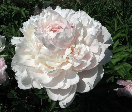 Пион Ник Шейлор 3-5 почек Закупка М81 октябрь 2026