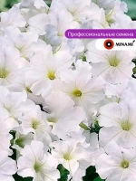 Петуния Мамбо F1 белая семена 30шт
