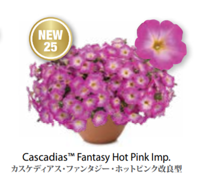 ЕВРО Petunia Cascadias Fantasy Hot Pink укорененный черенок март 26