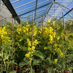 🌸☀️ композиция Весенний водоворот — садовые и ароматные розы + душистая пушистая мимоза — в коробке — 8 марта у Феи