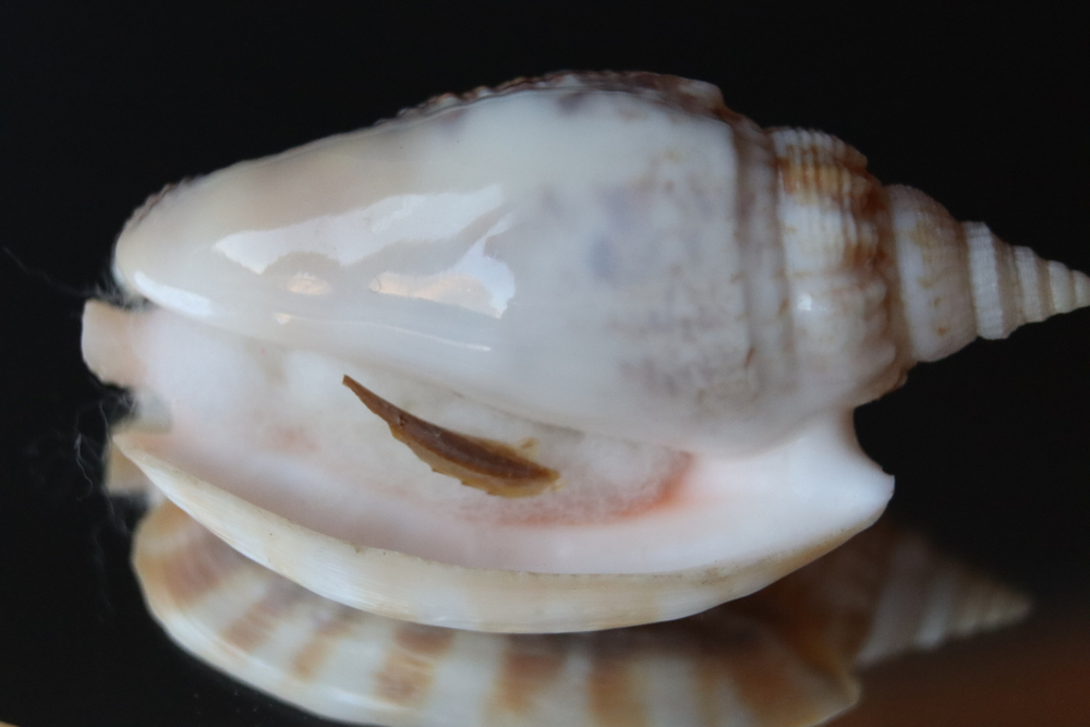 Ракушка Стромбус Аурисдейн (Euprotomus aurisdianae)