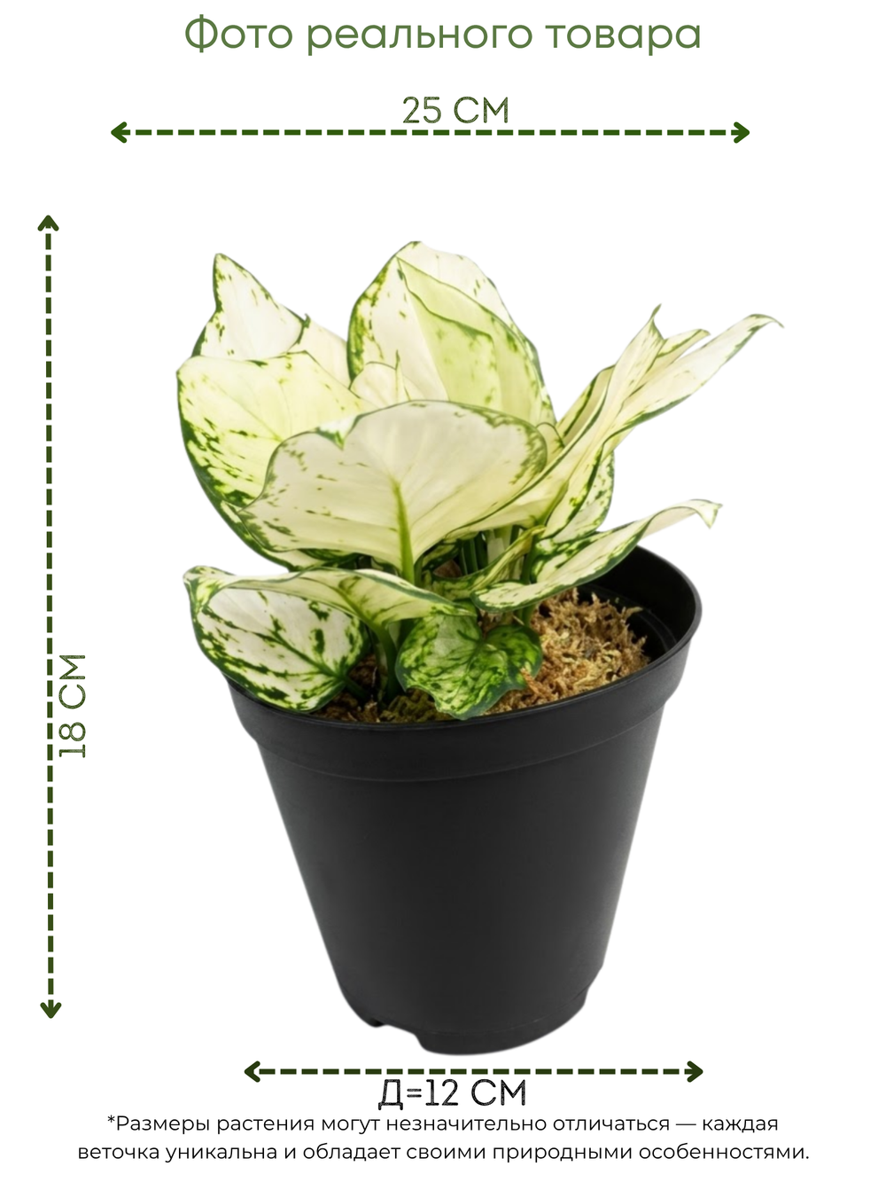 Аглаонема Super White д.12