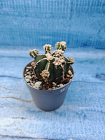 Astrophytum Myriostigma "Hakujo Fukuryu" (Астрофитум)