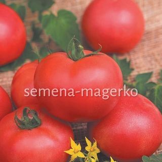 Томат Персиановский 100 (семян)