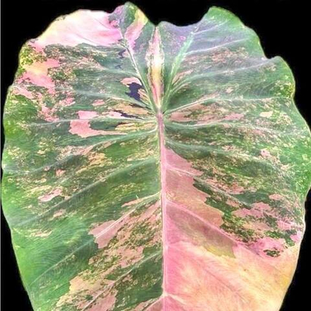 Колоказия CITRINE