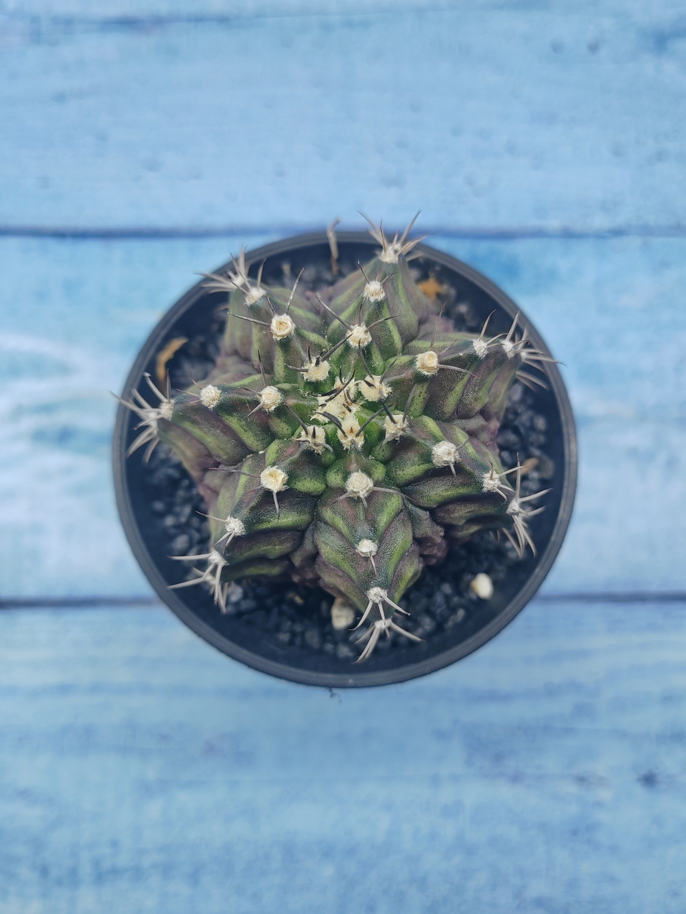 Gymnocalycium T-Rex Pink hybride (Гимнокалициум T-rex)
