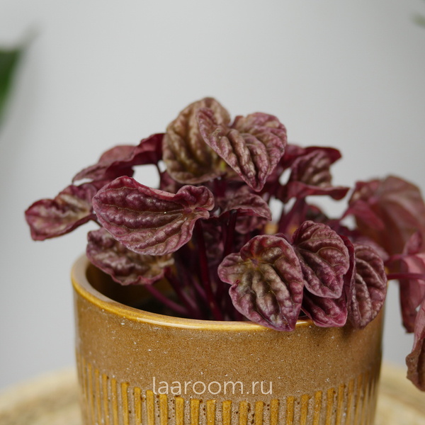 Пеперомия Квито 11/25