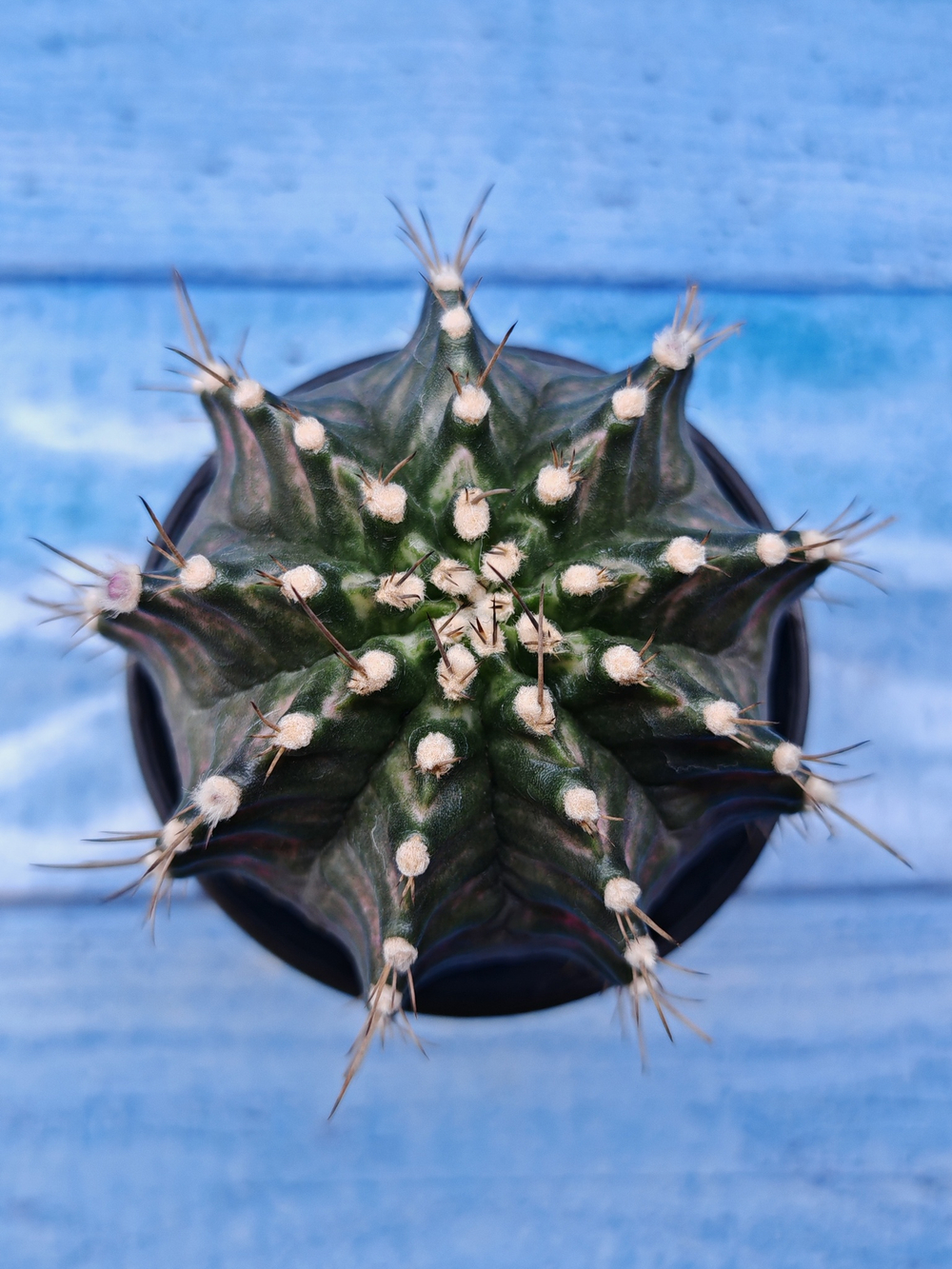 Gymnocalycium T-Rex Pink hybride (Гимнокалициум T-rex)