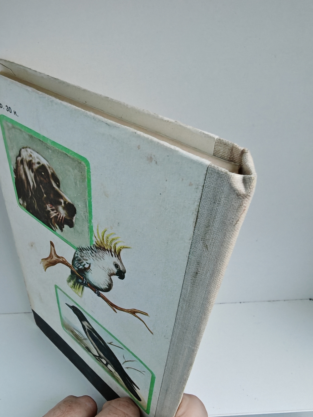 Кольцо царя Соломона