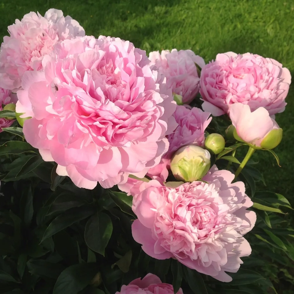 Пион Диннер плейт 3-5 почек Закупка М81 октябрь 2026