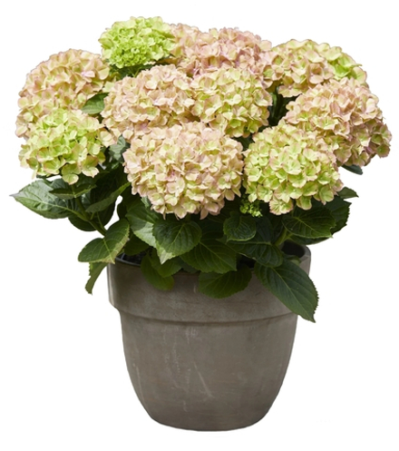 Bella Pesche  (Стандарт поставки ЗКС Р9)2026г