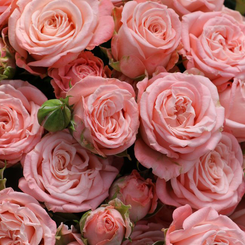 Купить Розы кустовые пионовидные Madam Bombastic от 5шт