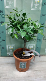 C. deliciosa × C. sinensis “Cadenera”