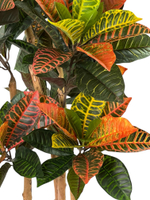 Кротон 150 см.