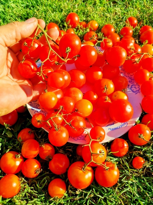 Помидоры Ягодный Ковёр - Berry Carpet Tomato