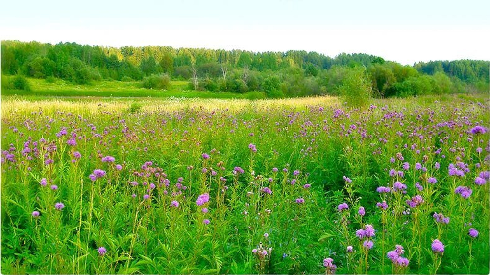 Агропопуляция серпухи венценосной Serratula coronata