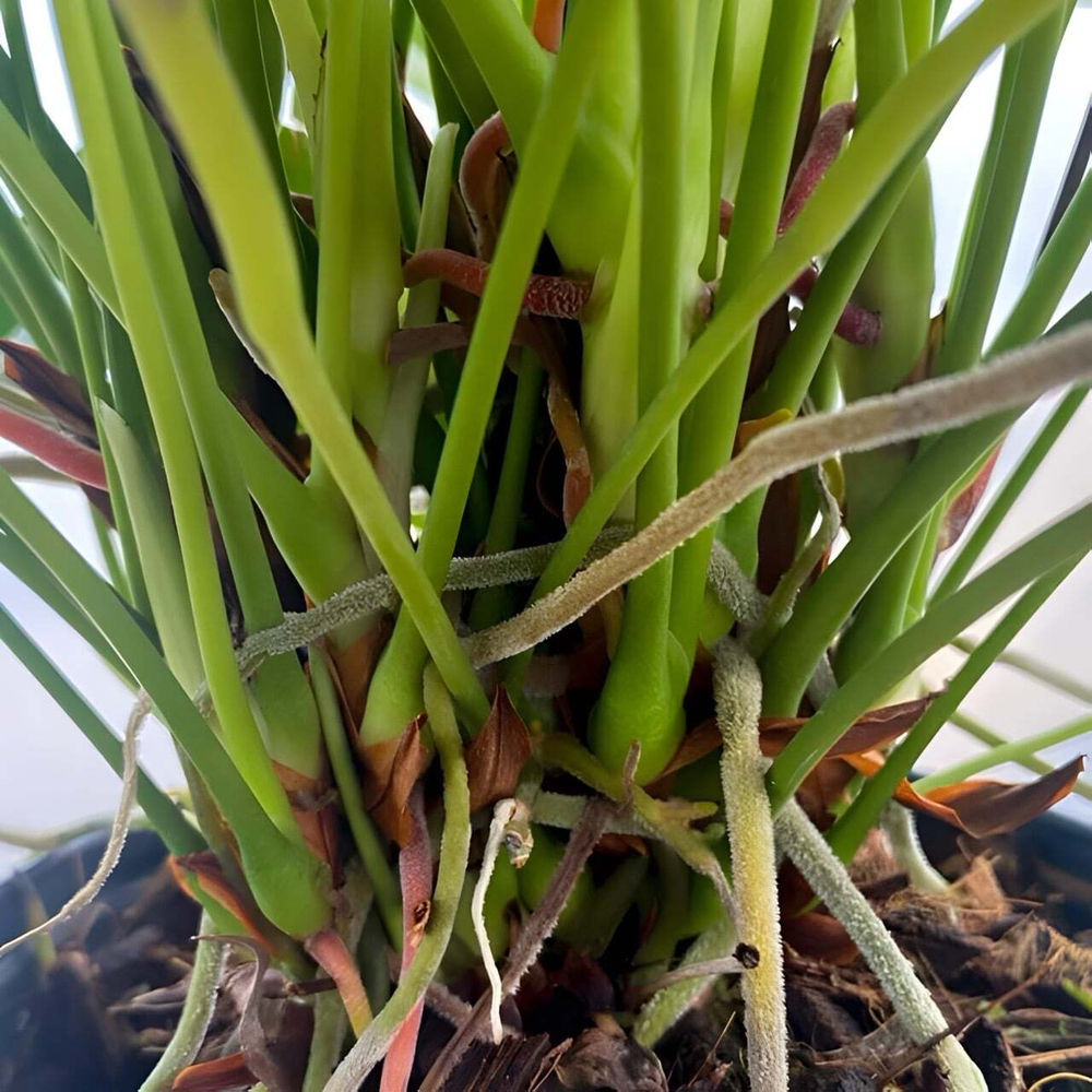 Антуриум Андрэ ROYAL PINK CHAMP (P125)