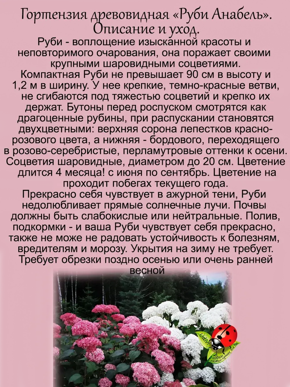 Гортензия Руби Анабель древовидная