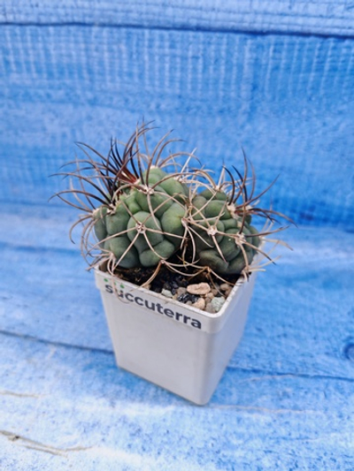Gymnocalycium Saglionis 2 head (Гимнокалициум Сальо)