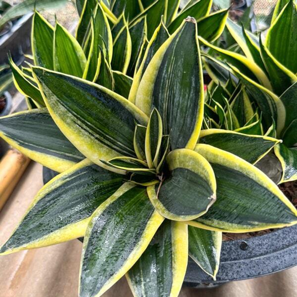 Сансевиерия JADE PAGODA VAR