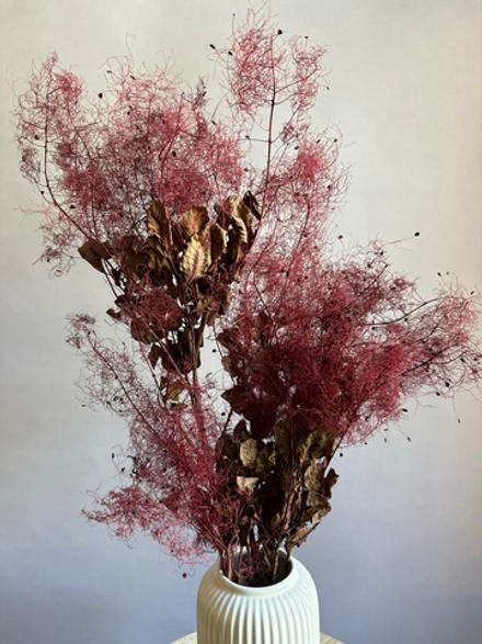 Котинус стабилизированный бордовый